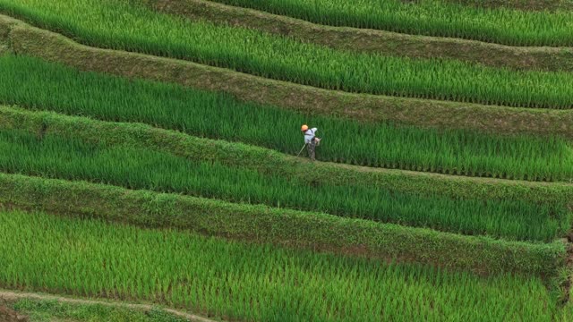 Farmer Working In Rice Terrace