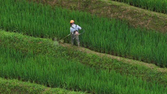 Farmer Spraying Pesticide On Rice Terrace