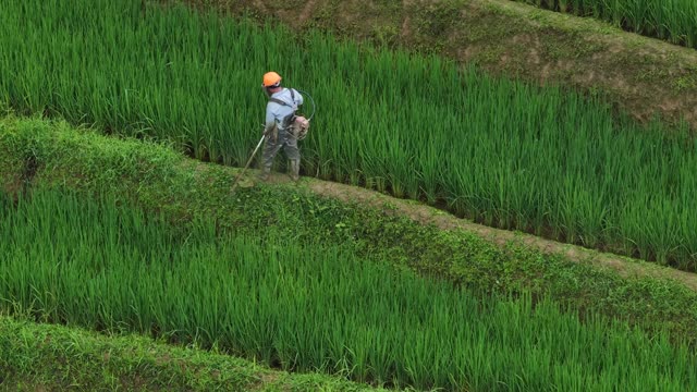 Farmer Walking Between Rice Rows
