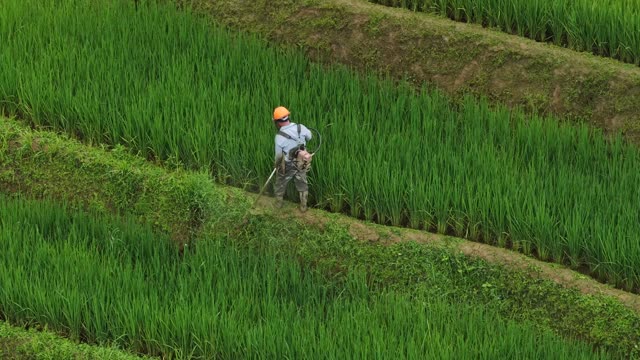 Farmer Tending Green Rice Terrace