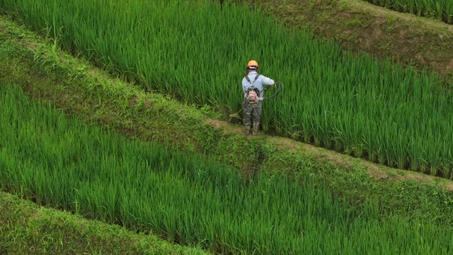Farmer Spraying Rice Field Rows