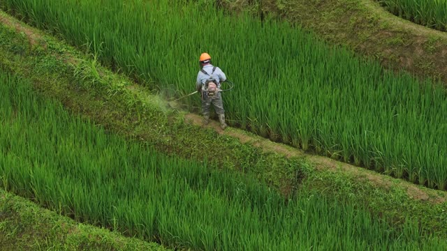Farmer Working Terraced Rice Field