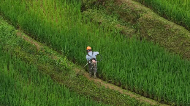 Farmer Spraying Green Terrace Slope