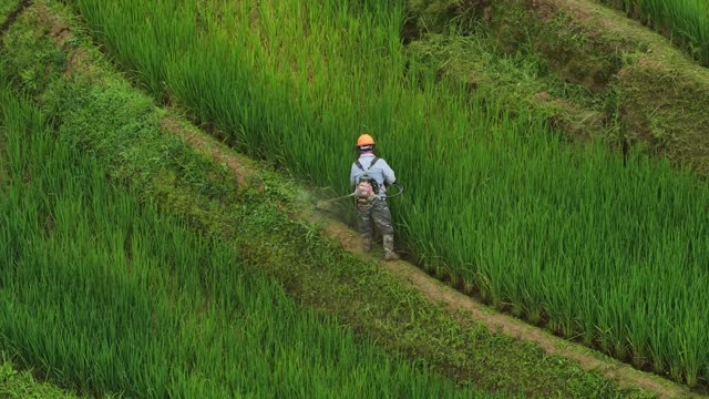 Farmer Moving Through Rice Terrace