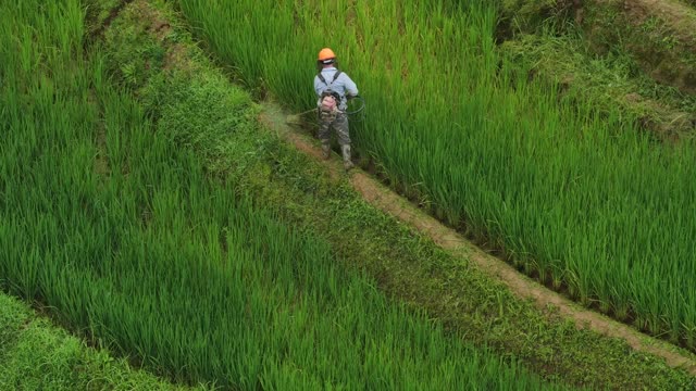 Farmer Finishing Rice Field Spraying