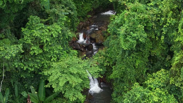 Small Stream Through Dense Jungle