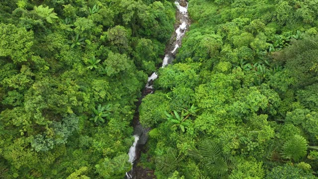 Aerial View Of Jungle Stream