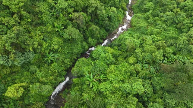 Stream Winding Through Green Canopy