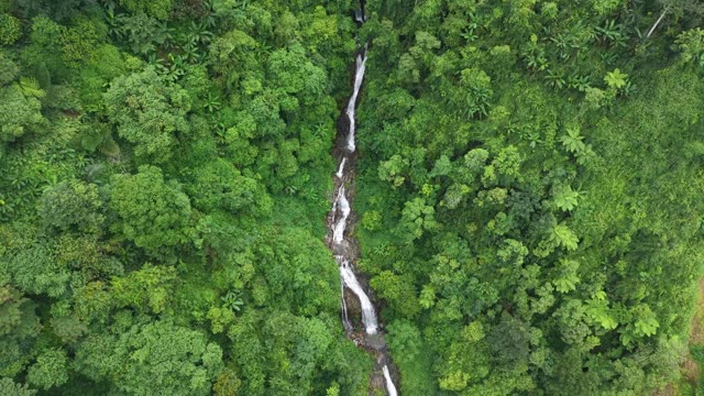 Waterfall Through Canopy Gap