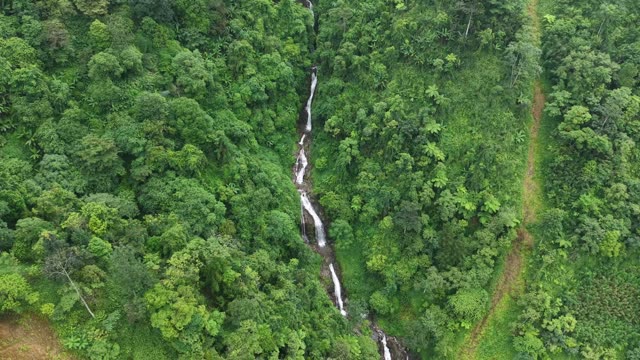 Cascading Stream In Jungle