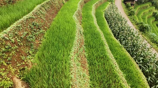 FPV Racing Through Terrace Rows