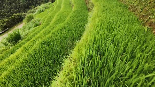 FPV Diving Along Terrace Contours