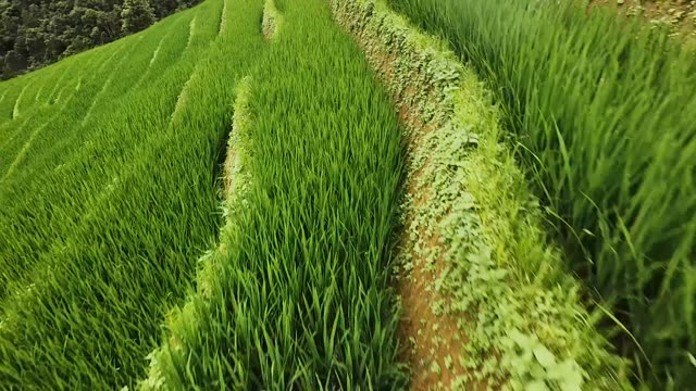 FPV Flying Over Terraced Corn Rows