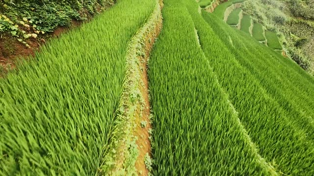 FPV Skimming Close Terrace Rows