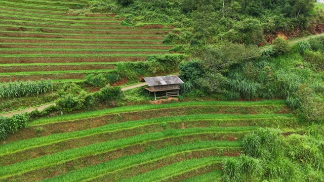Wooden Hut Among Rice Terraces