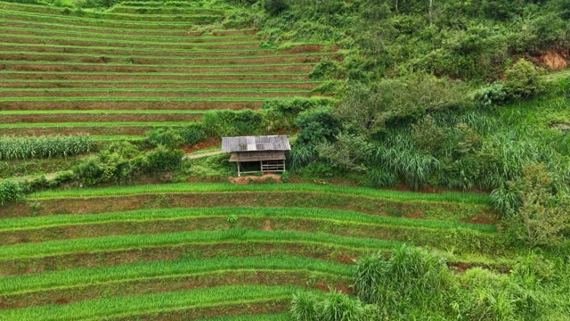Terraced Field With Farm Hut