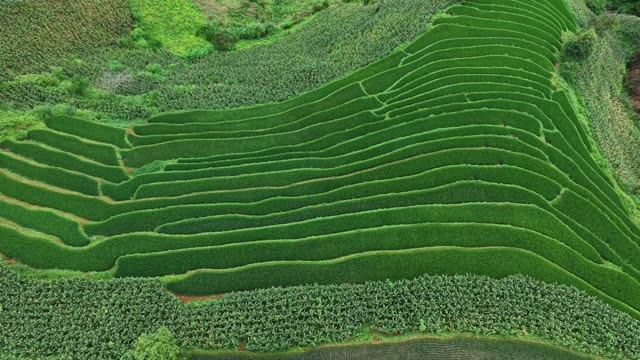 Dense Rows Of Terraced Crops