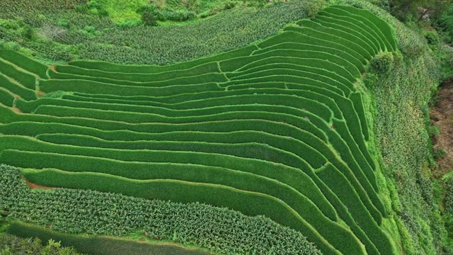 Curved Terrace Rows On Hillside
