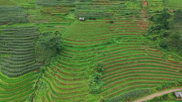 Terraced Rows With Distant Hut