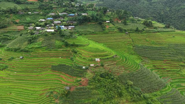 Village Cluster Amid Ripe Terraces
