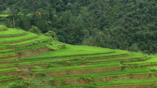 Terraced Slope Beside Forest
