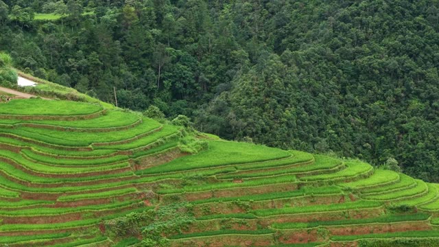 Rice Terraces Meeting Forest Edge