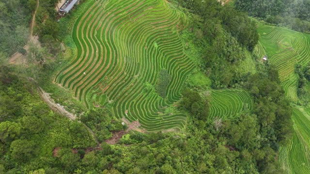 Undulating Green Terrace Ridges
