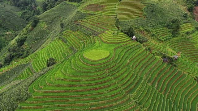 Circular Terrace Pattern With Corn Field