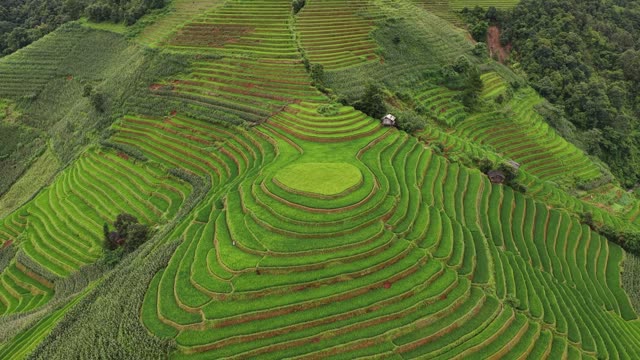 Wide Terrace Bowl With Cornfield