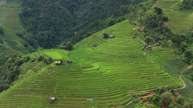 Terraced Fields Bordering Forest
