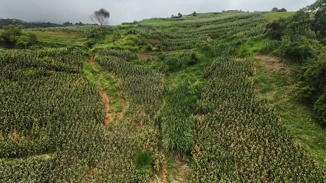 FPV Flying Over Corn Terrace Rows