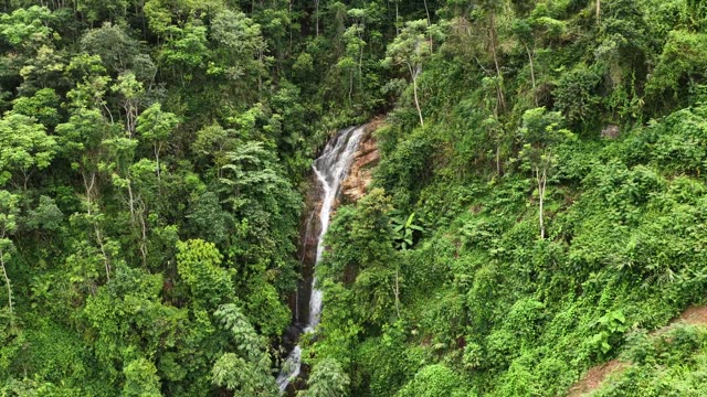 Narrow Waterfall Amid Thick Foliage