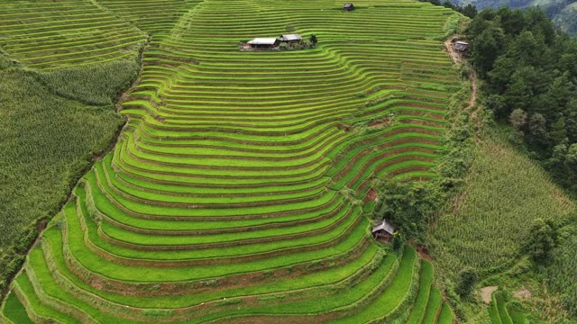 Rolling Terrace Waves With Farmhouses