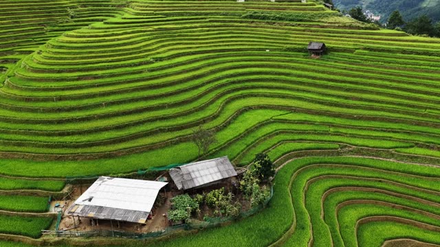 Terrace Ridges With Thatched Hut