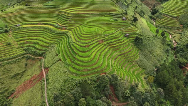 Layered Terrace Fields On Hillside