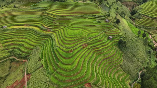 Green Terraces Beside Small Hut