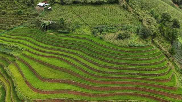 Terraced Slope Beside Corn Patch