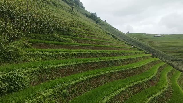 FPV Flying Over Terraced Hillside