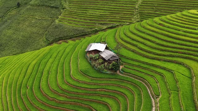 Green Terraces With Distant Farmhouse