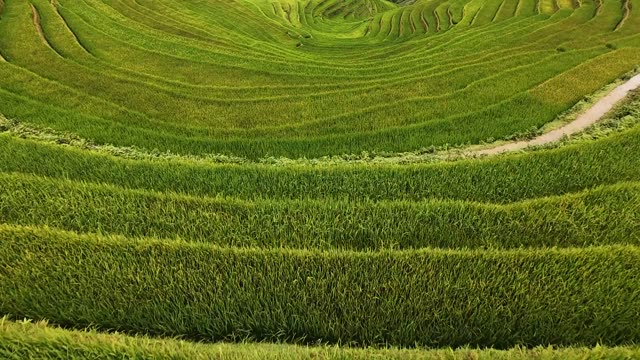 FPV Racing Through Terrace Waves