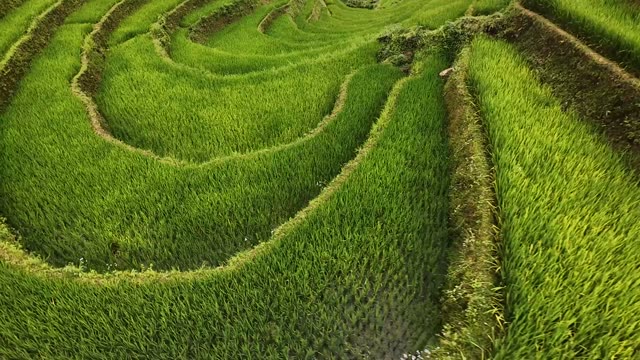 FPV Flying Over Rounded Terrace Fields