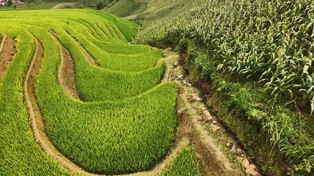 FPV Skimming Terraces Beside Cornfield