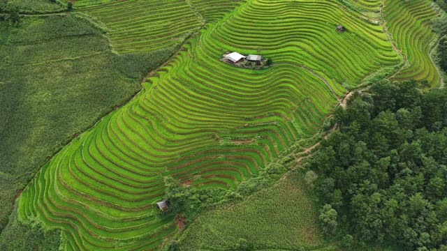 Terraced Slope Beside Forest Edge