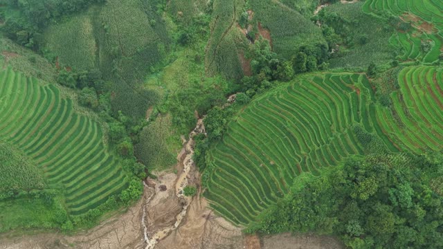 Forest Stream Between Terraced Hills