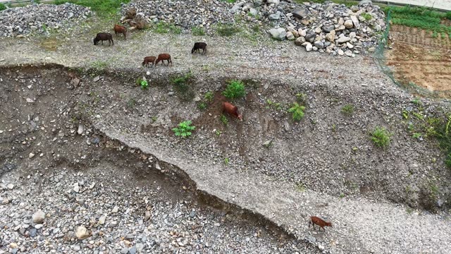 Cattle Herd On Dry Riverbed
