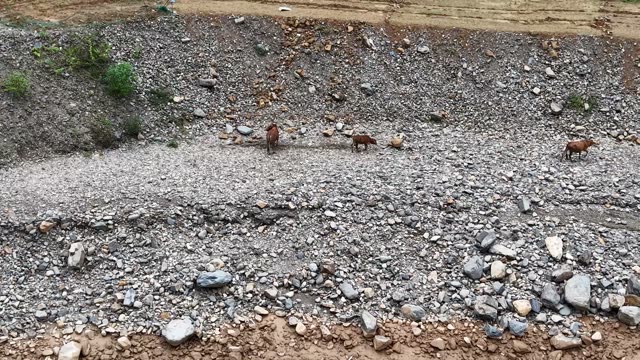 Cattle Walking Across Gravel Riverbed