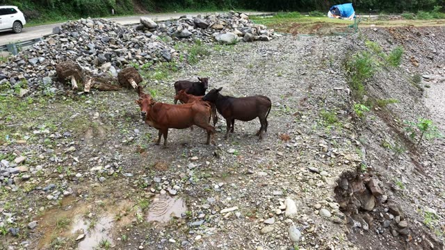 Cattle Herd Near Rock Pile