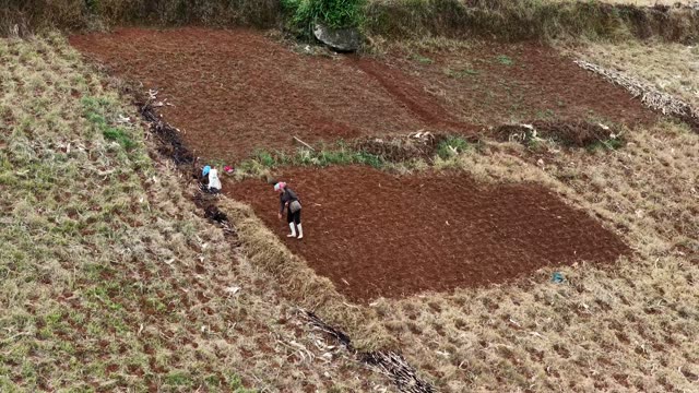 Farmers Tilling Red Soil Field