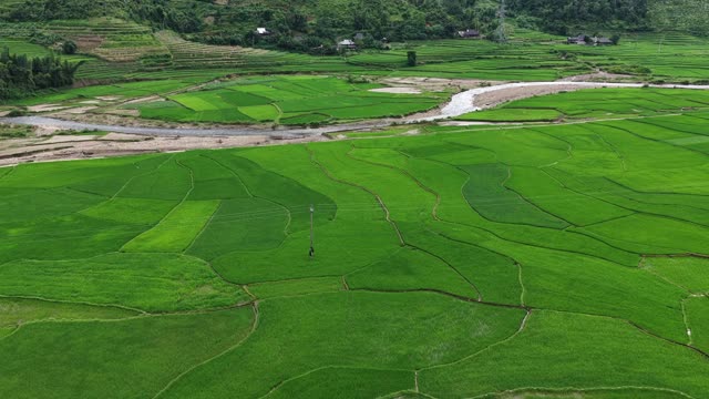 Green Rice Fields Beside Winding Stream