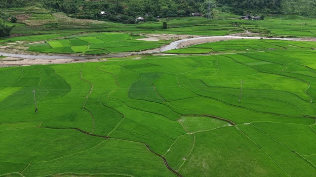 Rice Fields Meeting Village Homes